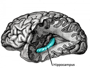 Gray739-emphasizing-hippocampus-300x227